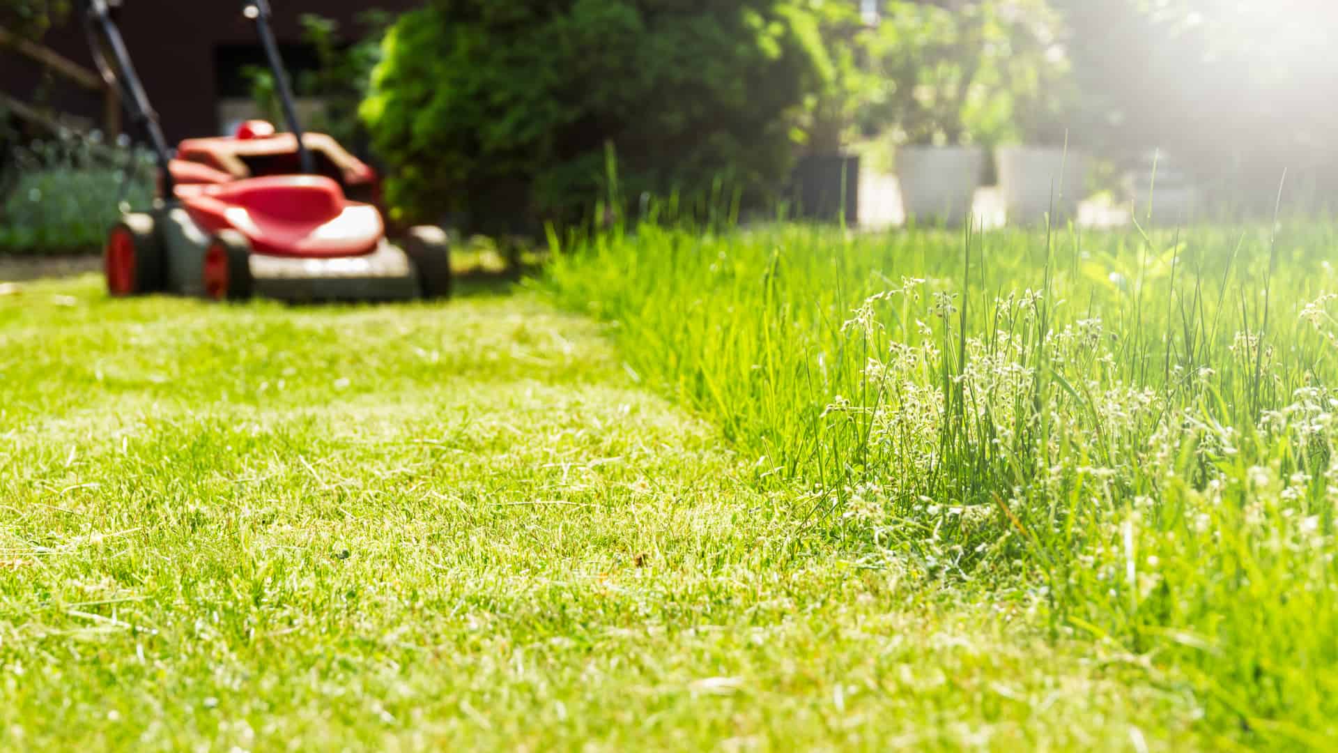 EcoGrass Landscaping Expands Premier Lawn Care Services in Fayetteville and Springdale, AR